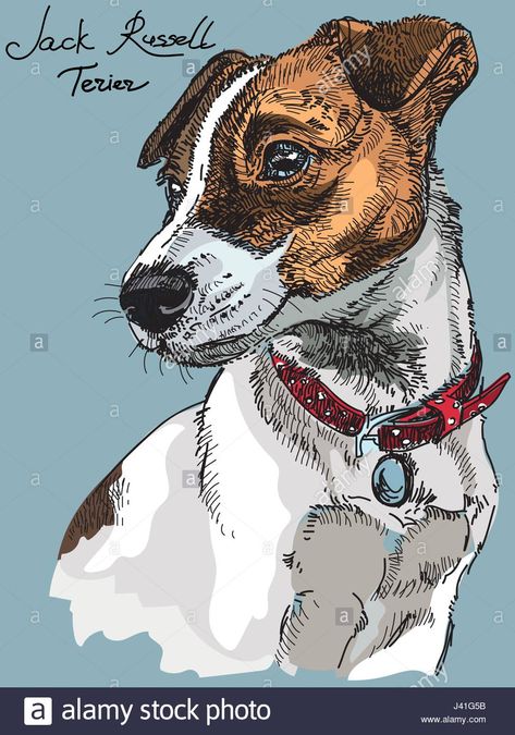 Download this stock vector: Colorful Vector Portrait of dog Jack Russel terrier hand drawing Illustration on blue background - J41G5B from Alamy's library of millions of high resolution stock photos, illustrations and vectors. Chien Jack Russel, Jack Russell Terriers, Smooth Fox Terriers, Russel Terrier, Toy Fox Terriers, Jack Russell Dogs, Jack Russel, Pinturas Disney, Vector Portrait