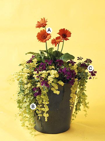 A. Gerbera daisy (Gerbera 'Festival Orange') -- 1   B. Creeping Jenny (Lysimachia nummularia 'Aurea') -- 3  C. Verbena 'Superbena Burgundy' -- 3 Verbena Flower In Pots, Gerber Daisy Pot Ideas, Gerber Daisy Planter Ideas, Annual Container Combinations, Gerber Daisy Arrangements, Container Flowers Combinations, Planter Flowers, Licorice Plant, Fall Container Gardens