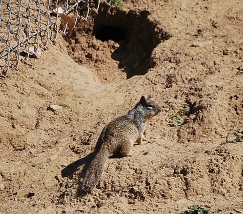 How to Get Rid of Ground Squirrels - Complete Guide for 2023 Get Rid Of Squirrels, Ground Squirrel, Rodents, Squirrels, Art, Nature