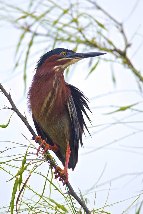 Green Heron. Twin Oaks Ranch. Dinero,Texas Green Heron, Heron Art, Most Beautiful Birds, Animal Magic, Shorebirds, Big Bird, Bird Pictures, Colorful Birds, Bird Design