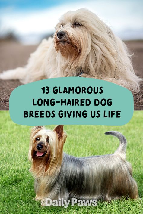 From the Silky Terrier to the Havanese, these long-haired dog breeds are sure to steal your heart. #breeds #petbreeds #breedroundup #catbreeds #kittenbreeds #dogbreeds #bestcatbreeds #bestdogbreeds Long Haired Dog Breeds, Puli Dog, Best Cat Breeds, Kitten Breeds, Silky Straight Hair, Toy Dog Breeds, Long Haired Dogs, Silky Terrier, Havanese Dogs