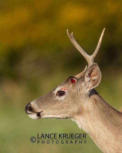 Lance Krueger Photography on Instagram: “I was photographing a big South Texas Whitetail Buck feeding in a meadow with some does and a small 2 1/2 year old buck, a couple of years…” Big Buck, Whitetail Bucks, Big Bucks, South Texas, White Tail, Paddles, Year Old, Deer, Hunting