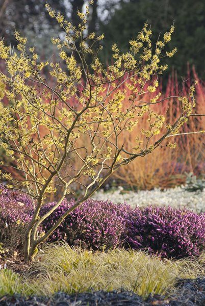 Flowering Tree, Witch Hazel Design a Winter Garden that Combines Toughness, Color & Texture Bressingham Gardens Norfolk, England Funny Vine, Winter Gardening, Flowering Tree, Meadow Garden, Winter Plants, Garden Shrubs, Garden Photography, Witch Hazel, Colorful Garden