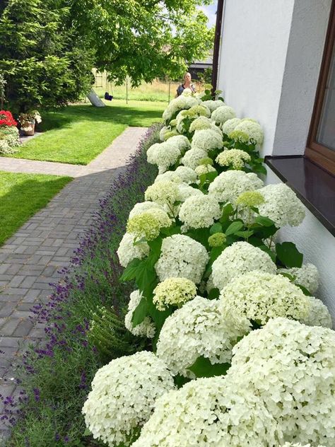 Taman Diy, Hydrangea Landscaping, Cheap Landscaping Ideas, House Florida, Front Gardens, White Hydrangeas, Hydrangea Garden, Desain Lanskap, Front Landscaping