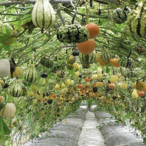 Concept: The Green Cocoon: A Pergola-like Trellis to Shade Hot Baking Roads with Lush Green Foliage Squash Trellis, Garden Patio Ideas, Bean Trellis, Casa Hobbit, Patio Layout, Vertical Vegetable Garden, Types Of Herbs, Vertical Herb Garden, Garden Arbor