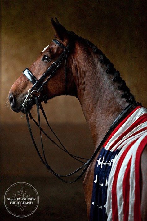 We salute you... Tas Bahu, Hunter Jumper, All The Pretty Horses, Equestrian Life, Old Glory, Pretty Horses, Horse Photography, Horse Pictures, Horse Love