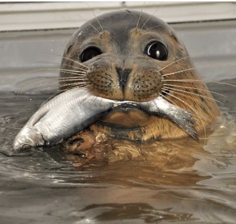 Cute Seals, A Seal, Fish Food, Baby Animals Pictures, Marine Mammals, Silly Animals, Ocean Creatures, Marine Animals, Sealife