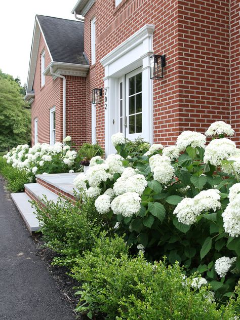 Hydrangeas And Boxwoods Front Yard, Front Of House Landscape Ideas Hydrangea, Incrediball Hydrangea And Boxwood, Brick House Hydrangeas, Invincible Wee White Hydrangeas, Red Brick House Hydrangeas, Evergreens And Hydrangeas, Hydrangea And Evergreen Landscaping, Best Hydrangeas For Shade