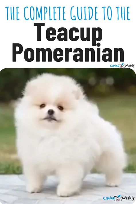 Pomeranians have been one of the nation’s favorite breeds for decades. Fluffy, loyal, and cute, the Pomeranian looks just like a teddy bears. The Teacup Pomeranian is an even tinier and not without controversy. Here is a complete guide to the Teacup Pomeranian to help you decide if this pocket size pup is right for you. Cup Pomeranian, Pomeranian Full Grown, Lazy Dog Breeds, Mini Pomeranian, Designer Dogs Breeds, Hypoallergenic Dog Breed, Pomeranian Puppy Teacup, Smartest Dog Breeds, Beautiful Dog Breeds