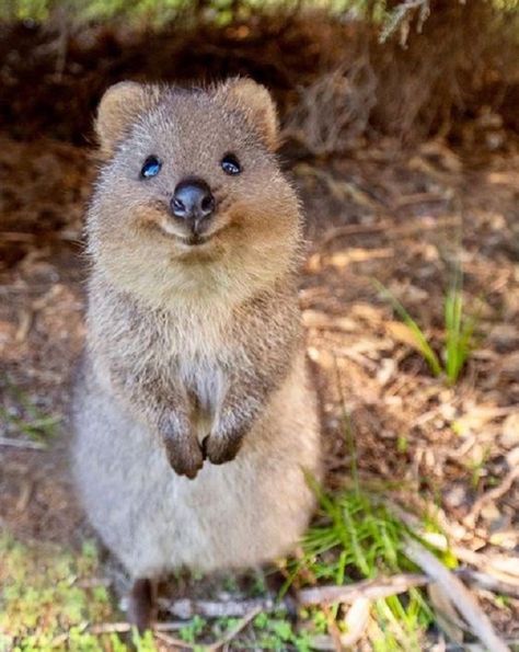 Animal Fun Facts, Quokka Animal, Smiling Animals, Animal Fun, Baby Animals Pictures, Animale Rare, Super Cute Animals, 웃긴 사진, Australian Animals