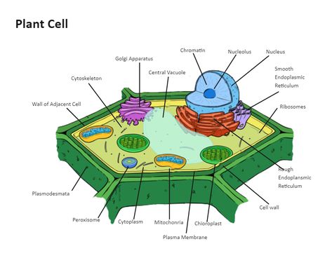 Plant Cell Diagram Labeled, Plant Cell Labeled, Plant Cell Diagram, Science Diagram, Diagram Ideas, Biochemistry Notes, Cell Diagram, Science Diagrams, Animal Cells