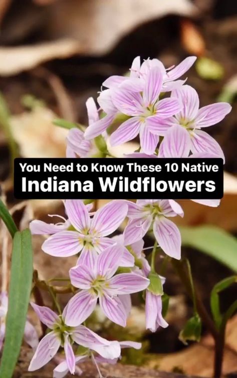 Native Indiana Perennials, Indiana Native Plants, Indiana Native Garden, Indiana Wildflowers, Indiana Flowers, Woodland Wildflowers, Ambleside Online, Curb Appeal Garden, Native Plant Landscape