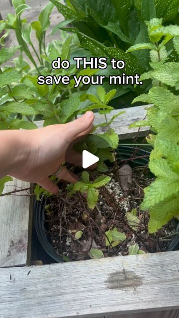 Michelle 🌱 GardensandChickens🐓 Gardener | plant nerd on Instagram: "Here’s a tip to keep your mint and mojitos flowing all season long because I can’t tell you how many times I’ve heard:  “I’m such a bad gardener, I can’t even keep mint alive”  I don’t understand the scientifical reason behind the mint cut back phenomenon… but every year around this time of year; if I don’t cut back my mint it basically tries to die on me. Once I cut it back, it regrows beautifully.   This likely only applies to mint in containers, WHICH IS THE ONLY WAY YOU SHOULD GROW MINT. Unless you hate yourself and your neighbors due to the way mint grows and spreads. 🌱😂  #herbgarden #containergarden #gardening #veggiegarden #planting #gardeningtips #growingmint #southerngarden #zone8a #georgiagardening #atlanta # Mint In Containers, Georgia Gardening, Harvest Herbs, Grow Mint, Mint Garden, Growing Mint, Harvesting Herbs, Mint Plants, Southern Garden