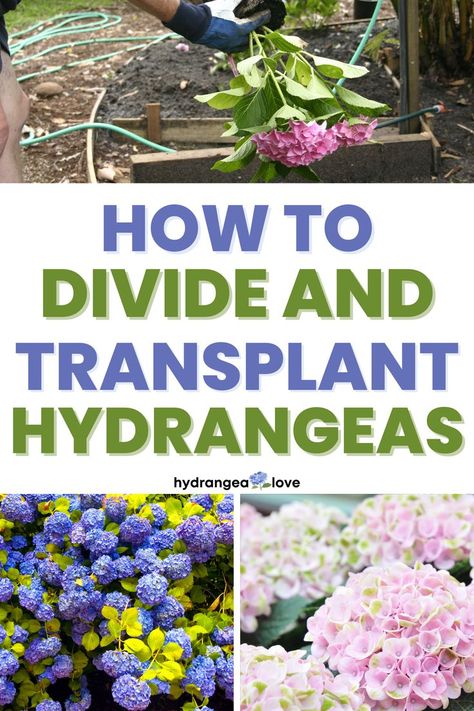 Learn how to divide hydrangeas or how to transplant hydrangeas so that you can multiply your bounty of big, beautiful blooms! How To Transplant Hydrangeas, Splitting Hydrangeas, When To Transplant Hydrangeas, Hydrangeas Landscaping, Transplanting Hydrangeas, Hydrangea Plant Care, Gardening Therapy, Hydrangea Plant, Pruning Hydrangeas