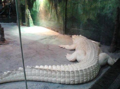 houston zoo-Albino aligator Albino Alligator, Baby Crocodile, Houston Zoo, Albino Animals, Cute Reptiles, Wildlife Park, Rare Animals, Crocodiles, Reptiles And Amphibians