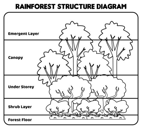 Layers Of The Rainforest Free Printable, 5 Senses Worksheet, Rainforest Activities, Kapok Tree, All About Me Worksheet, Summer Camp Activities, Camp Activities, Vbs 2024, Fun Classroom Activities