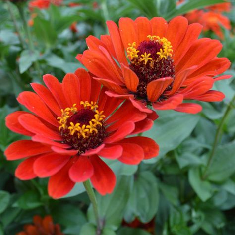 Zinnia Seeds, Zinnia Elegans, Long Vase, Garden Catalogs, Zinnia Flowers, Paper Vase, Pink Vase, Cut Flower Garden, Vase Shapes