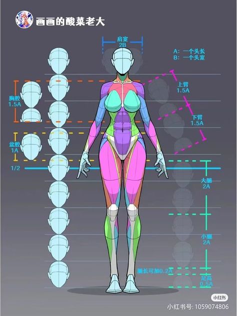 Character Body Proportions, Female Muscles Reference, Female Abs Anatomy, A Pose Reference 3d, Character Model Sheet Template, Human Reference Poses For Drawing, Stylized Female Anatomy, 3d Anatomy Reference, Character Idle Pose