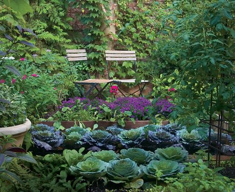 Ornamental Garden, Funny Vine, Video Garden, Potager Garden, Garden Ideas Cheap, Survival Gardening, Vegetable Gardens, Edible Landscaping, Fine Gardening