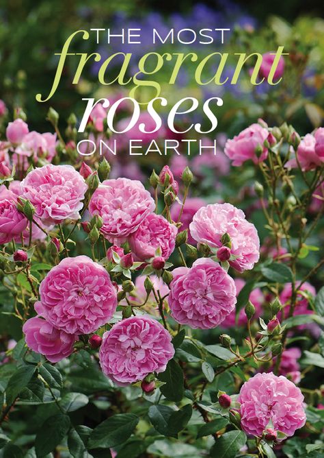 Which are the most fragrant roses on earth? Read our guide to a heavenly scented garden... - The Perfume Society Most Fragrant Roses, Fragrant Plants Outdoors, Earth Angel Rose, Gardening Indoors, Scent Garden, Rose Cuttings, Rose Garden Design, Plant Tips, Magazine Feature