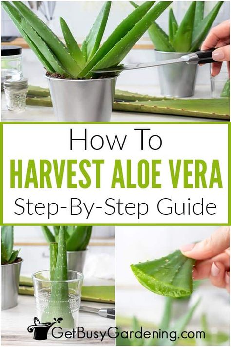 Harvesting Aloe, Propagate Aloe Vera, Aloe Plant Care, Fresh Aloe Vera, Brown Spots Removal, Aloe Vera Plant, Aloe Plant, Aloe Leaf, Plant Health