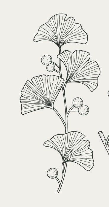 Ginkgo Line Art, Ginkgo Leaves Drawing, Ginko Leaf Embroidery Pattern, Gingko Leaves Art, Gingko Leaf Drawing, Line Art Floral Pattern, Ginko Leaves Painting, Ginkgo Drawing, Ginkgo Leaves Tattoo