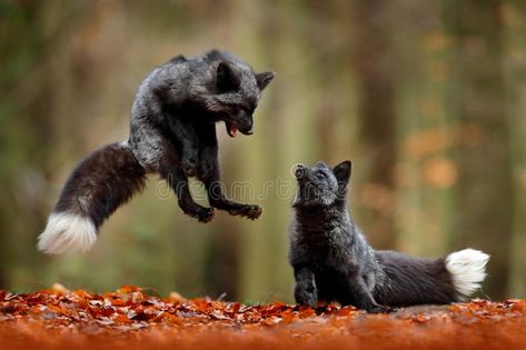 Black silver fox. Two red fox playing in autumn forest. Animal jump in fall wood , #affiliate, #autumn, #playing, #Animal, #forest, #silver #ad Foxes Playing, Animals Playing, Silver Foxes, Fox Terriers, Pet Fox, Animale Rare, Wild Dogs, Cute Fox, 10 Picture