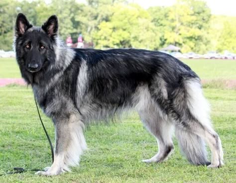 10 Things You Didn't Know About the Shiloh Shepherd Shilo Shepard, Shiloh Shepherd Dog, Shiloh Shepherd, Rare Dogs, Rare Dog Breeds, Shepherd Dog Breeds, Psy I Szczenięta, 200 Followers, German Shepards