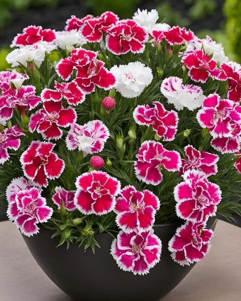 Dianthus Flowers 😍 Dianthus Chinensis, Dianthus Flowers, Pretty Flowers, Gardening Tips, Planting Flowers, Beautiful Flowers, Collage, Plants, Flowers