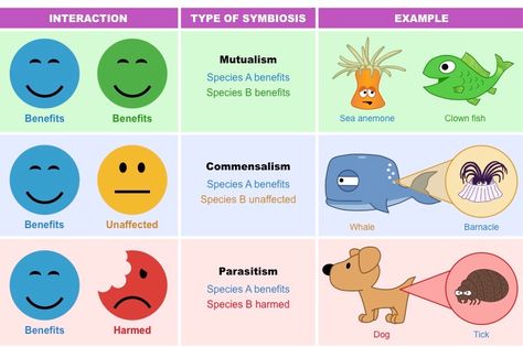 symbiosis types Ecological Relationships Activities, Symbiosis Activities, Symbiotic Relationships Activities, Teaching Safety, Life Science Middle School, Relationship Worksheets, Science Anchor Charts, Relationship Activities, 7th Grade Science