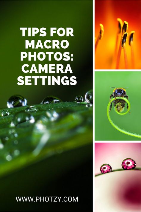 Macro Photography Setup, Macro Photography Settings, Macro Photography Ideas, Beginner Photography Camera, Macro Fotografie, Macro Images, Macro Photography Tips, Nikon D7500, Photo Course