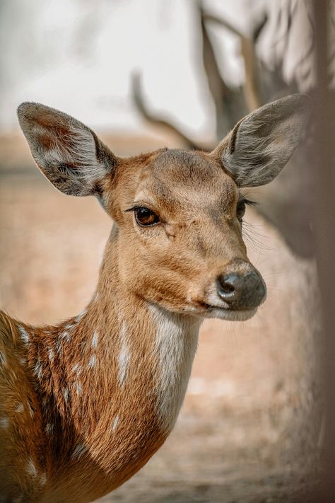 Wildlife photography Animal Photography Reference, Deer Portrait Photography, Animals Portrait Photography, Animal Still Life Photography, Random Reference Photos Animals, Animal Reference Pictures, Deer Close Up, Forest Animal Photography, British Wildlife Photography