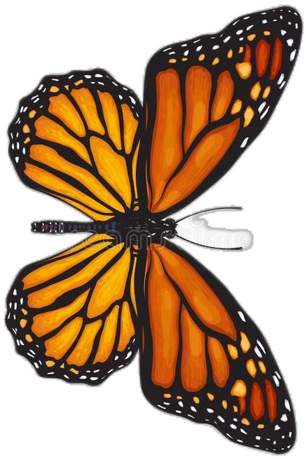 Monarch Butterfly Drawing, Wing Sketch, Wings Sketch, Creative Wall Painting, Cottage Style Kitchen, Design Butterfly, Sketch Style, Butterfly Drawing, Creative Wall