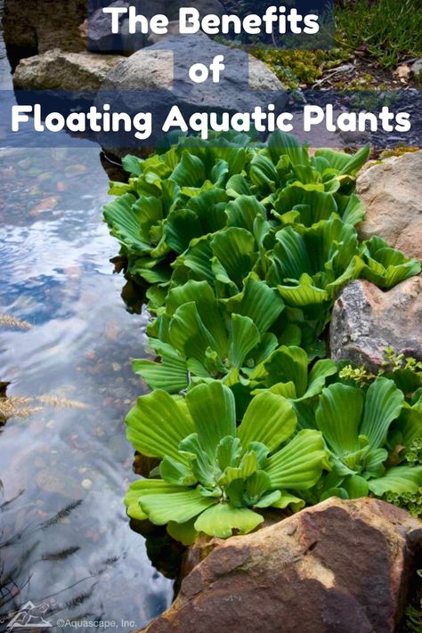 Floating plants play a crucial role in enhancing the beauty and health of your water garden. Find out why you should be adding them to your space!
#aquaticplants #watergardening Aquatic Garden, Floating Plants, Beauty And Health, Aquatic Plants, Water Garden, 100 Percent, Beautiful Gardens, Gardening Tips, Soil