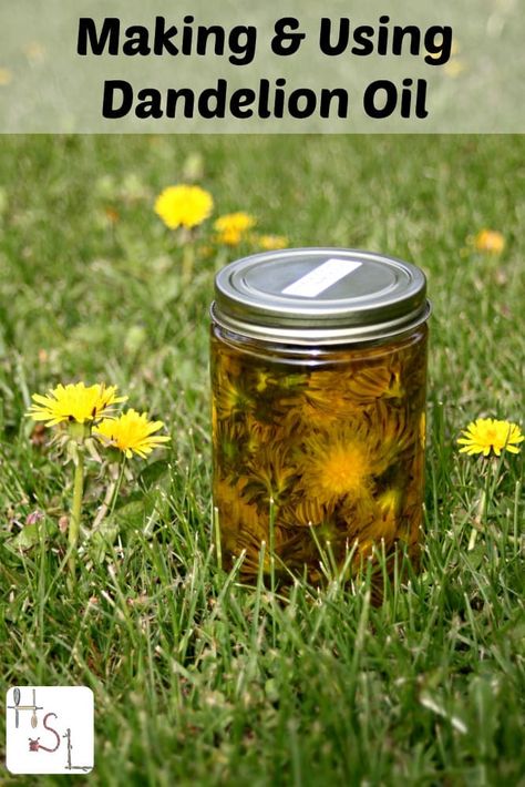 Infuse dandelion flowers in oil to help sore muscles and more. Dandelion Oil, Natural Healing Remedies, Herbal Oil, Natural Therapy, Healing Herbs, Natural Health Remedies, Medicinal Herbs, Natural Home Remedies, Medicinal Plants