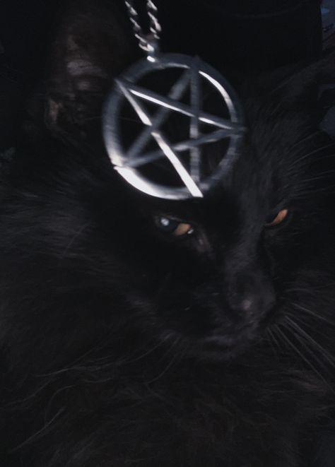 goth cat pfp pentagram Goth Cat, Cat Pfp, A Black Cat, A Black, Black Cat, Black