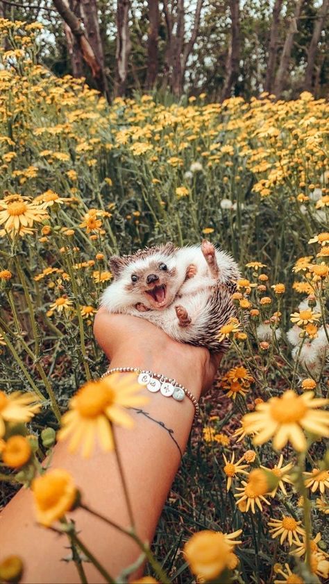 Regnul Animal, Cute Small Animals, Cute Animals Puppies, Very Cute Dogs, Cute Hedgehog, Super Cute Animals, Pretty Animals, Cute Animals Images, Silly Animals