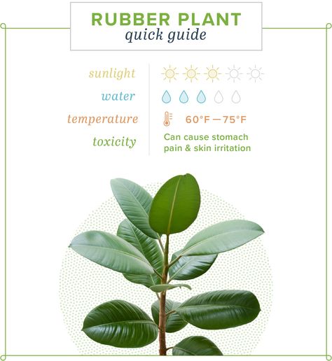 Rubber Plant Care: Growing Information and Tips | ProFlowers Rubber Plant Care, Rubber Tree Plant, Fig Plant, Plant Care Houseplant, Rubber Plant, Indoor Plant Care, Rubber Tree, House Plant Care, House Plants Decor