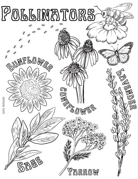 Herbalism & Backyard nature inspired coloring pages perfect for homeschooling, classrooms, or just the natural minded parent  I want to inspire children to learn about nature in a fun and creative way  Pollinators : Sunflower Coneflower Lavender Sage Yarrow Nature Doodles, Backyard Nature, Printable Adult Coloring Pages, Seasons Art, Nature Drawing, Elegant Tattoos, Sketch Inspiration, Digital Drawings, Colorful Garden