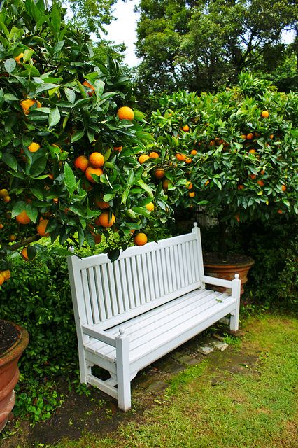 imagine a quiet respite, surrounded by lovely citrus trees... Citrus Tree Garden, Citrus Tree, Dream Backyard Garden, Orchard Garden, Citrus Garden, Backyard Garden Diy, White Bench, Backyard Garden Layout, Garden Flower Beds