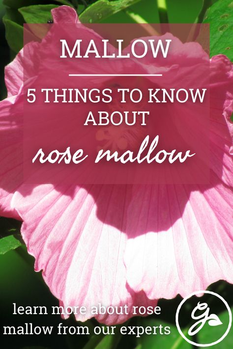 Rose Mallow Plant, Dinner Plate Hibiscus Flower, Swamp Rose Mallow, Rose Mallow Hibiscus, Hardy Hibiscus Perennials, Hibiscus Landscaping Ideas, Hardy Hibiscus Plant, Rose Of Sharon Bush, Flowering Hedge