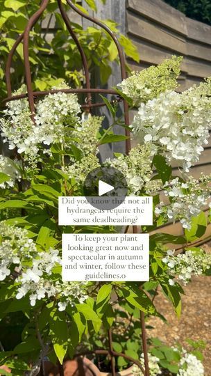 63K views · 259 reactions | Follow these simple rules so you don’t enjoy blooms year after year. Paniculata such as Hydrangea Limelight - Prune in late winter or early spring before new growth begins. - Remove dead or weak stems to encourage strong new growth. - Cut back by about one-third to maintain shape and size.  Arborescens (smooth) such as Hydrangea Annabelle - Prune in late winter or early spring to promote robust blooms. - Cut back to about 6 inches above the ground for larger flowers. (Some people cut them to the ground, I don’t think it’s necessary) - Remove any dead or damaged stems to improve overall plant health.  Macrophylla (Mophead) such as Endless Summer - Prune after flowering, typically in late summer. - Remove spent blooms and cut back to the next healthy pair of buds. Hydrangea Limelight, Hydrangea Annabelle, Plant Health, Late Winter, Simple Rules, New Growth, Late Summer, Early Spring, Endless Summer