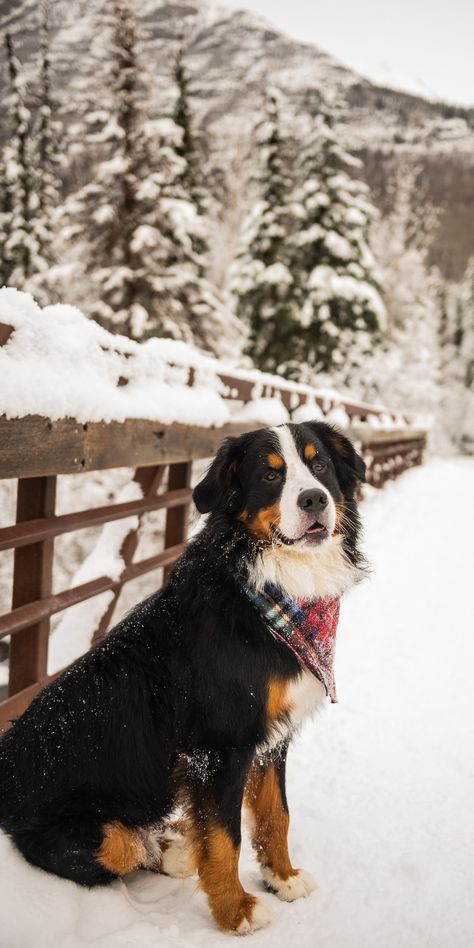 Burnese Mountain Dog, Burmese Mountain Dogs, Alaska Dog, Bernese Mountain Dog Puppy, Dog Christmas Card, Anchorage Alaska, Dog Photograph, Snow Dogs, Mountain Dog