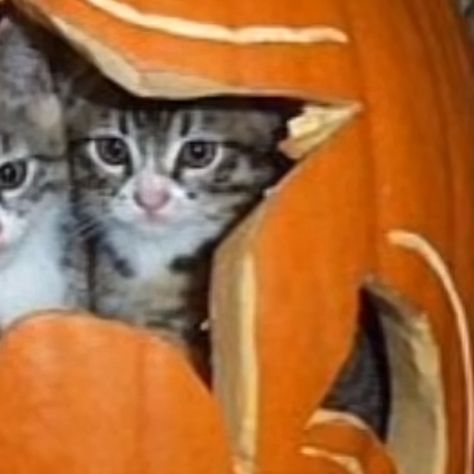 cats in a pumpkin!! :D Icons Cats, Cute Halloween Pfp, Halloween Matching Icons, Halloween Profile Pics, Fall Cats, Halloween Matching, Matching Halloween, Halloween Icons, Cat Icon