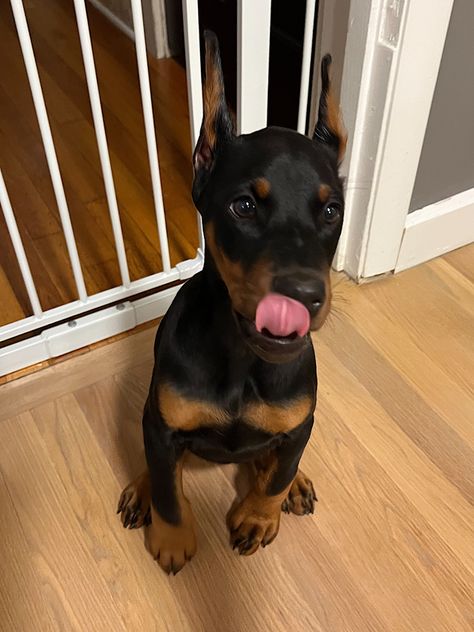 Wednesday the dobie Doberman Puppy, Doberman Dogs, Very Cute Dogs, Really Cute Dogs, Pretty Dogs, Cute Animals Images, Pretty Animals, Silly Animals, Doberman Pinscher