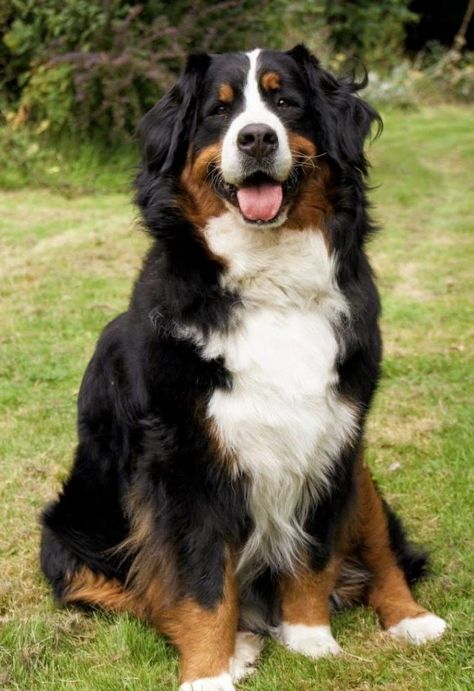 Burnese Mountain Dog, Burmese Mountain Dogs, Bernese Dog, Beautiful Dog Breeds, Big Dog Breeds, Animale Rare, Large Dog Breeds, Bernese Mountain, Cute Dogs And Puppies