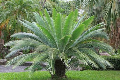 Slow Flower, Silver Plant, Low Maintenance Garden, Mediterranean Garden, Tropical Climate, Plant Lighting, Sun And Water, Buy Plants, Garden Borders