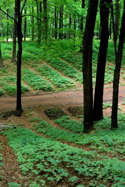 Farming On A Hill, Homestead In The Woods, Wooded Backyard Landscape Forests, Forest Homestead, Forest Garden Design, Forest Farming, Foraging Plants, Lost Skills, Forest Landscaping