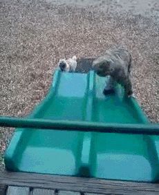 This pug who will not allow anyone into his kingdom or onto his slide. | 32 Dogs Who Are Up To No Good Nothing But Trouble, Big Horses, Dog Boarding, Dog Pin, Animal Videos, Mans Best Friend, Animal Gifs, The Worst, Pug