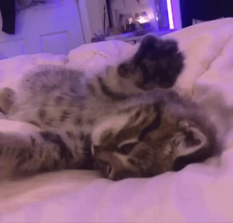 Gif Gato, Gif Cute, Pretty Gif, Highest Heels, Arte Gif, Cute Little Kittens, Kitten Gif, Cat Icon, Cute Cat Gif